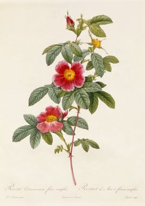 Rosa Cinnamomea Basit Çiçek